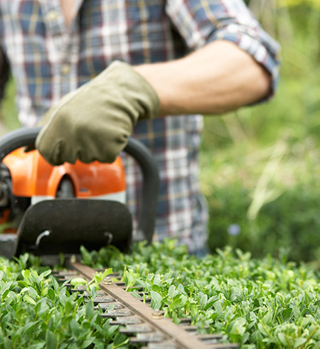 hedge trimming services